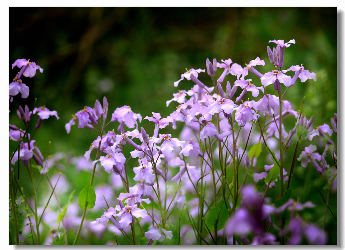 虽无红颜富贵色  却有梅兰幽幽情