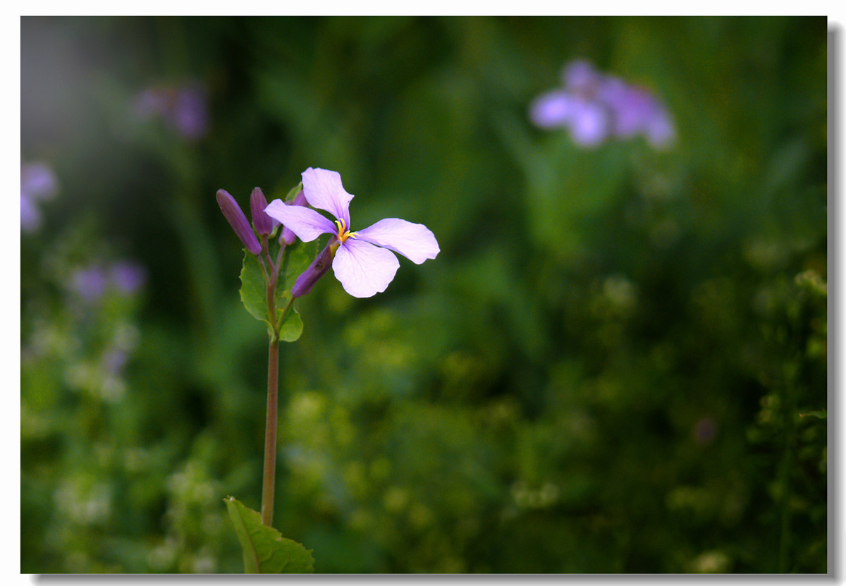 虽无红颜富贵色  却有梅兰幽幽情