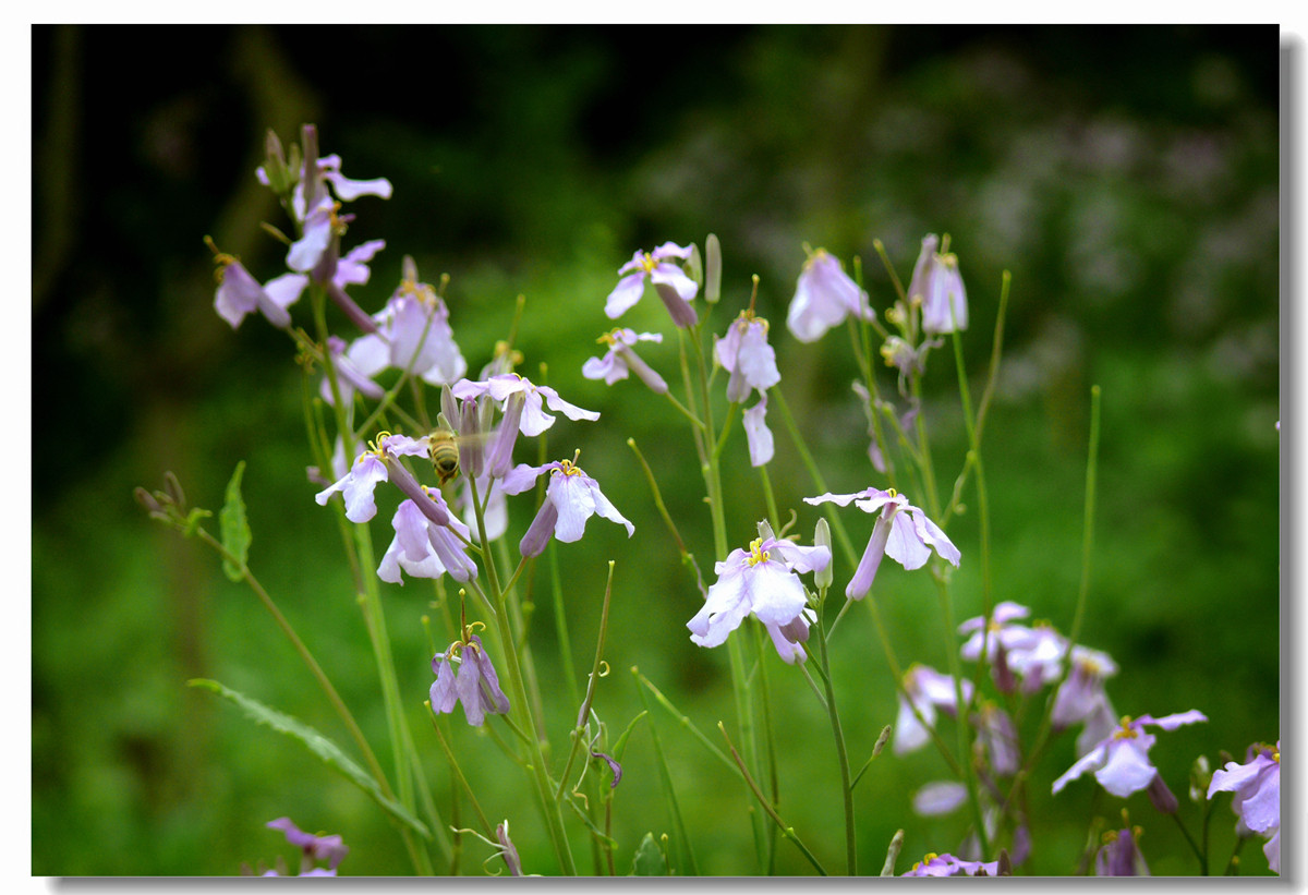 虽无红颜富贵色  却有梅兰幽幽情