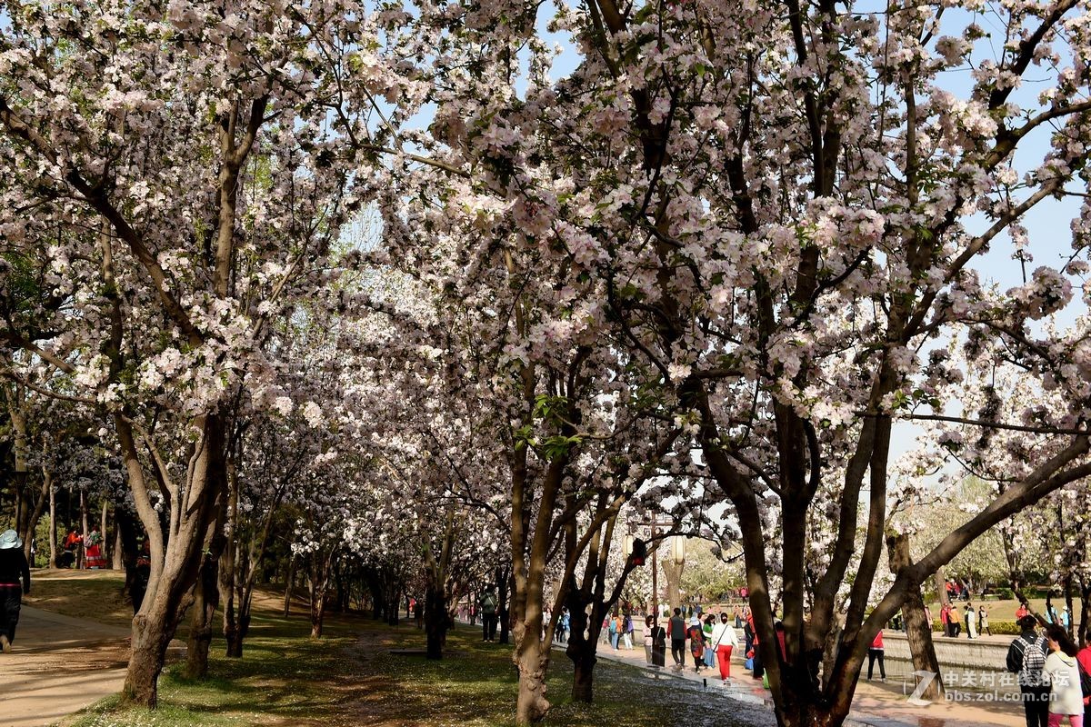 “海棠花溪”的风景