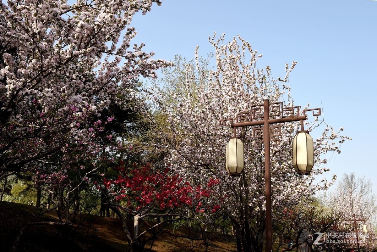 “海棠花溪”的风景