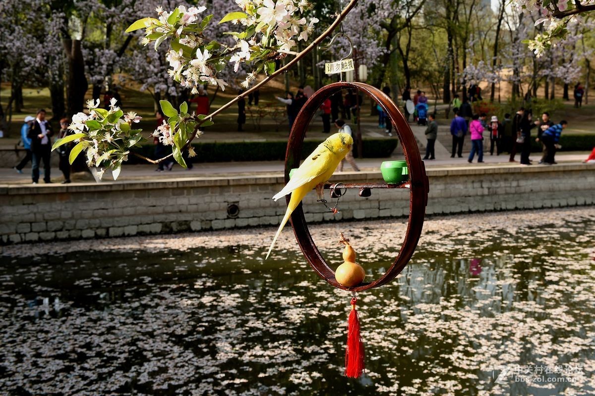 “海棠花溪”的风景