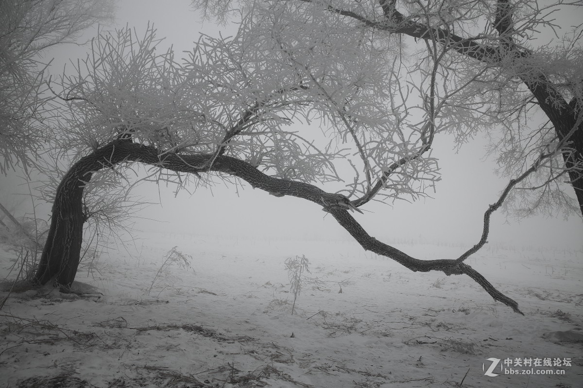 黑白世界----雾凇岛之行