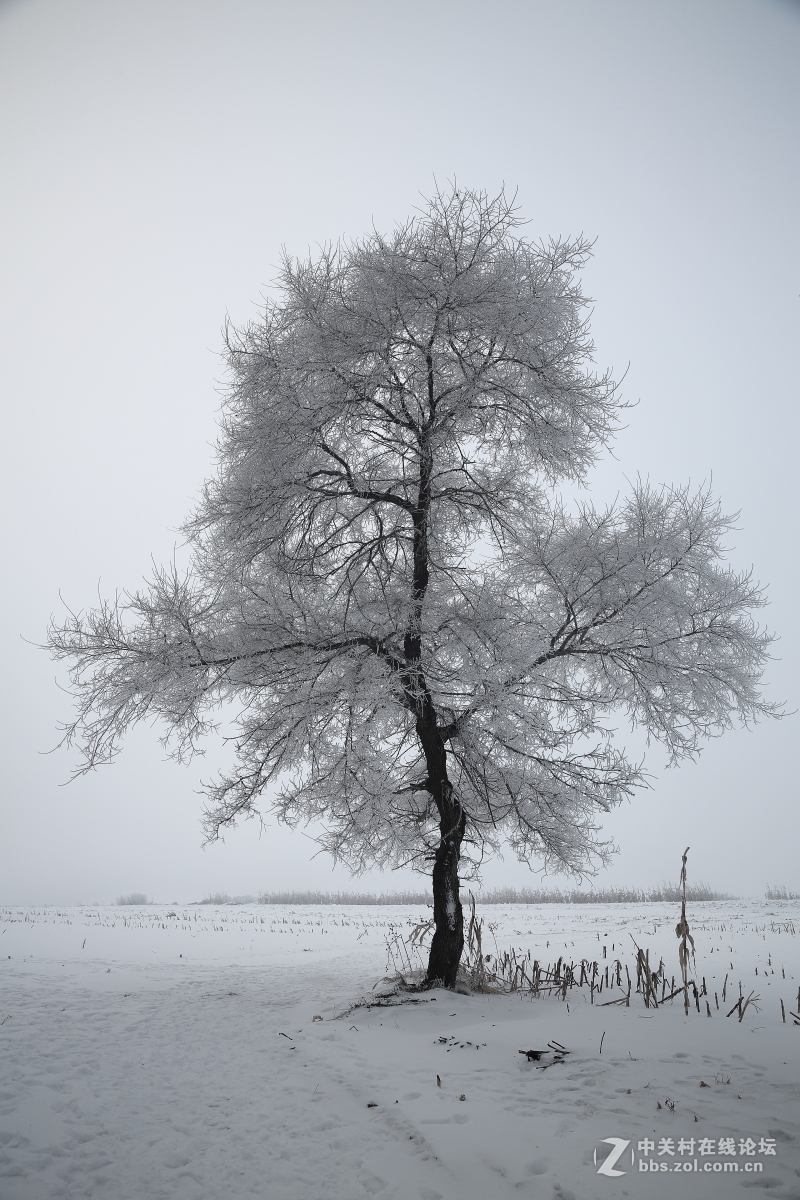 黑白世界----雾凇岛之行