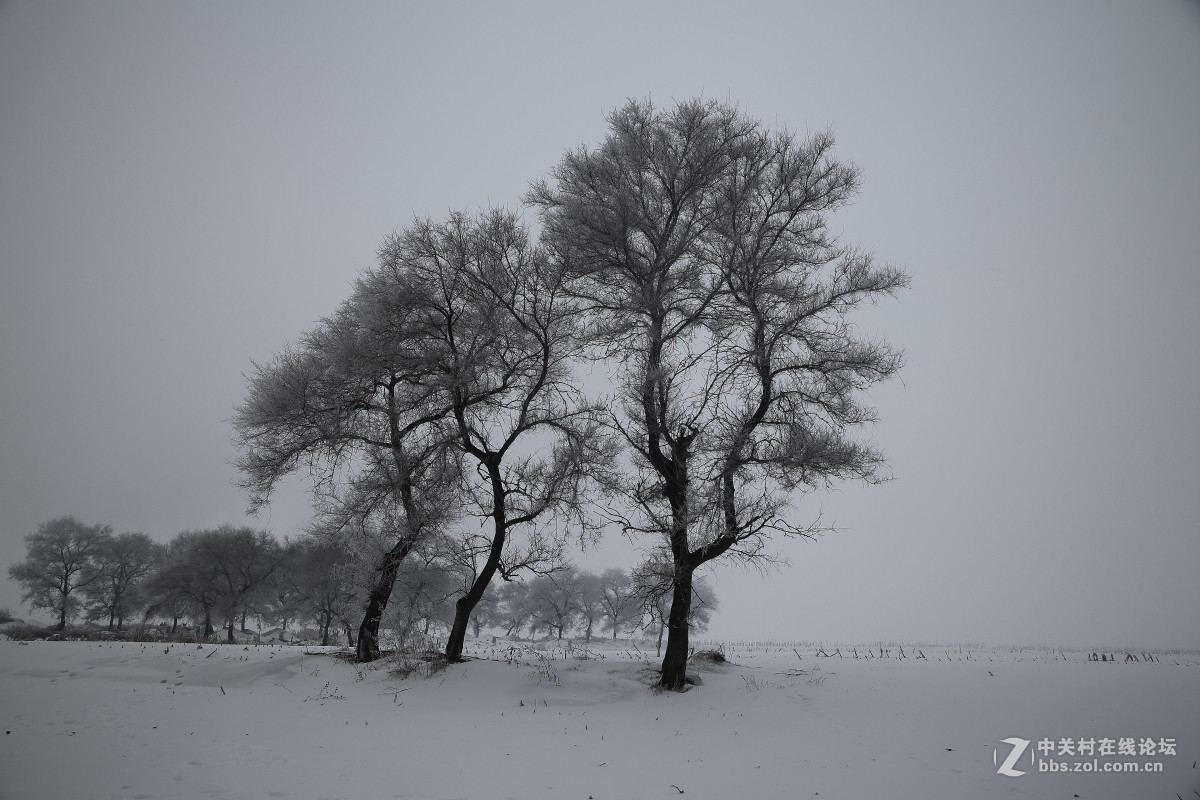 黑白世界----雾凇岛之行