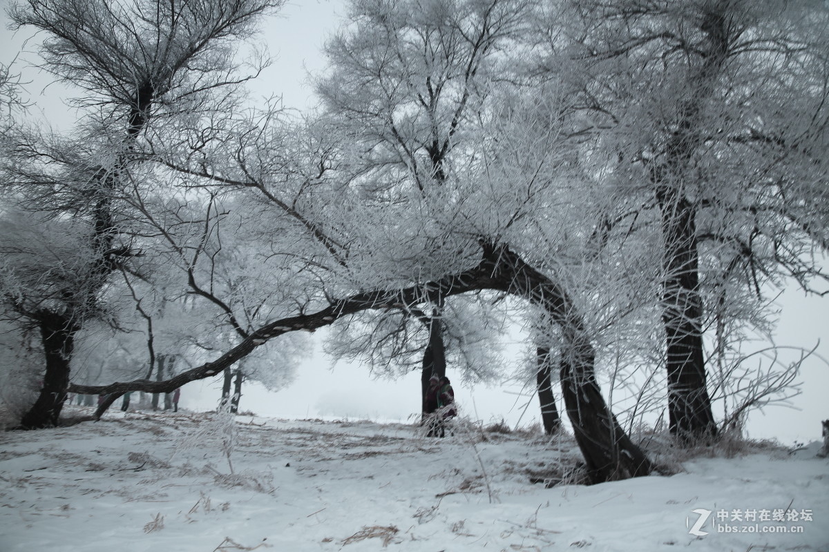 黑白世界----雾凇岛之行