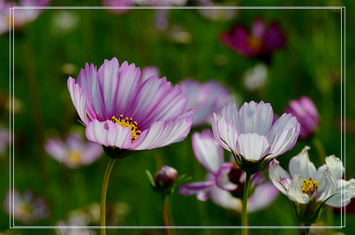 美丽的波斯菊格桑花