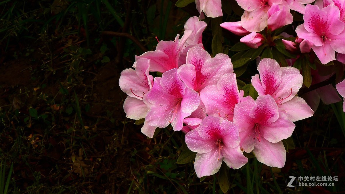 春花夏發