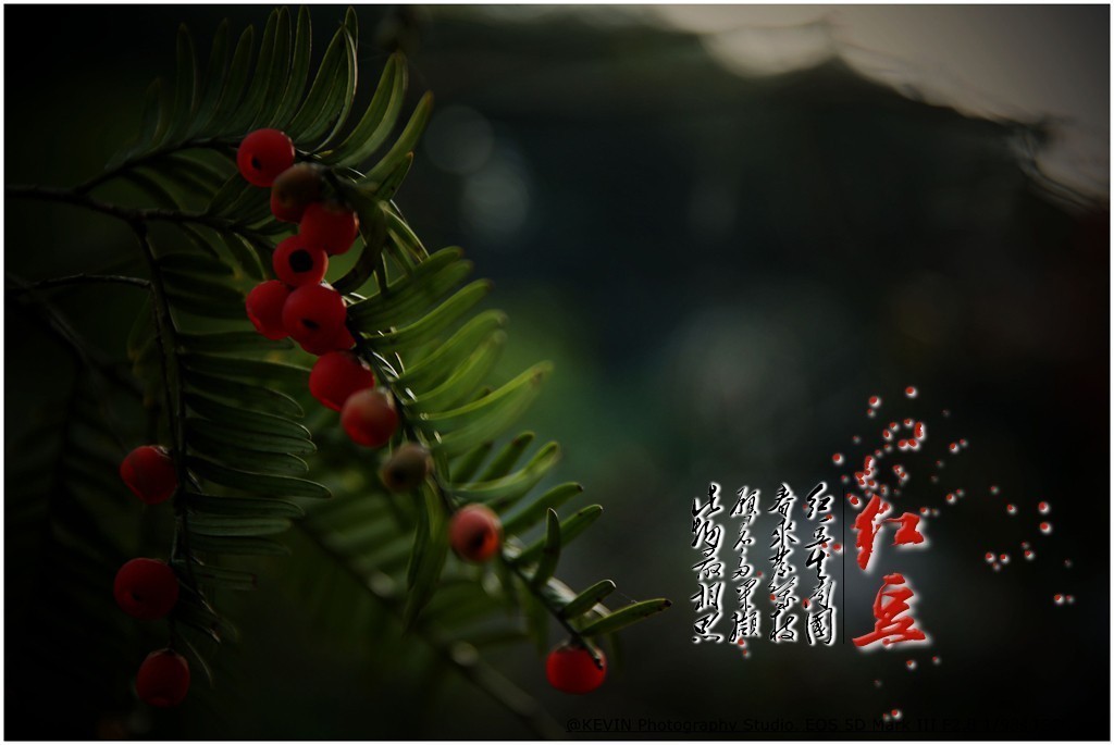 南国的红豆。