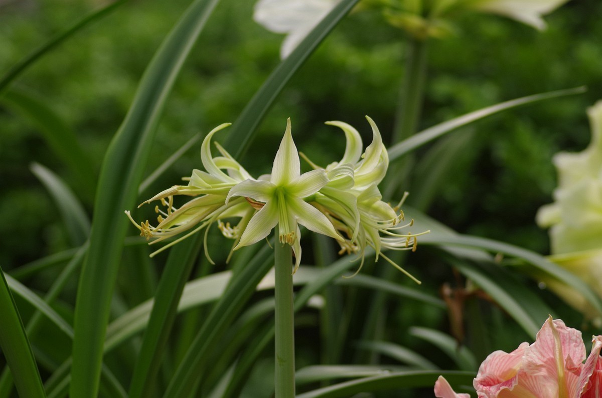 宾得K50+图丽80-200随拍