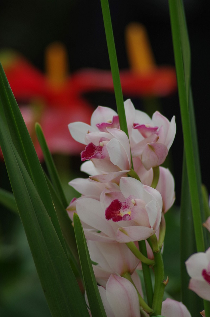 宾得K50+图丽80-200随拍