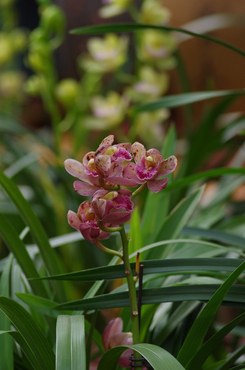 宾得K50+图丽80-200随拍