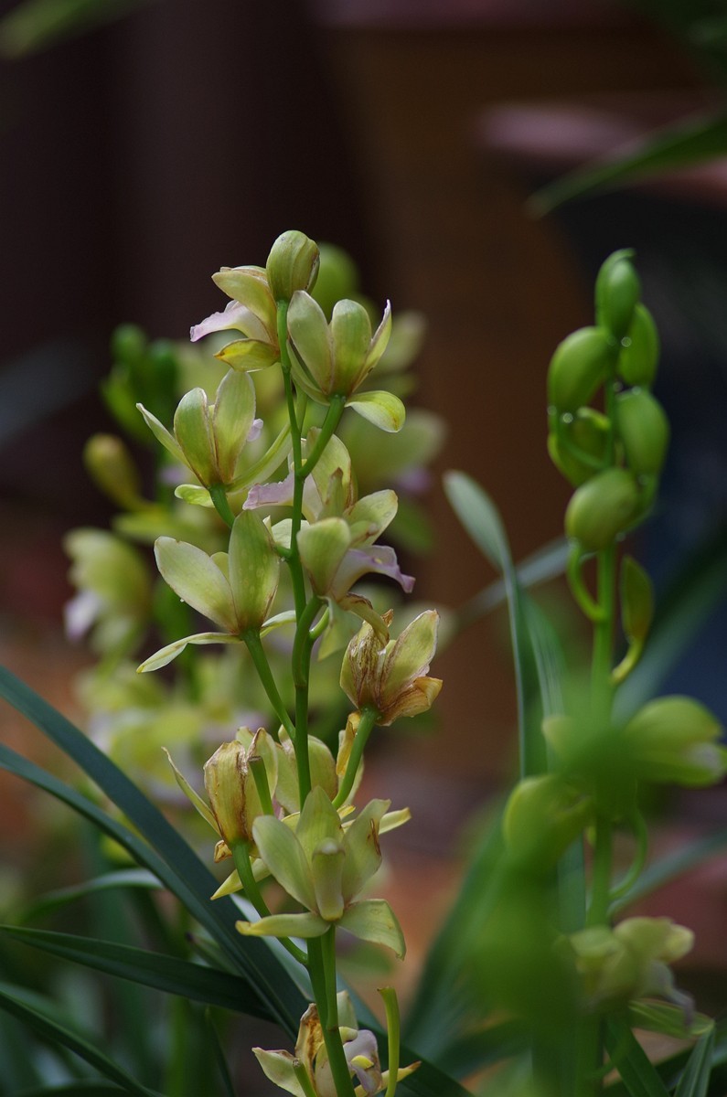 宾得K50+图丽80-200随拍