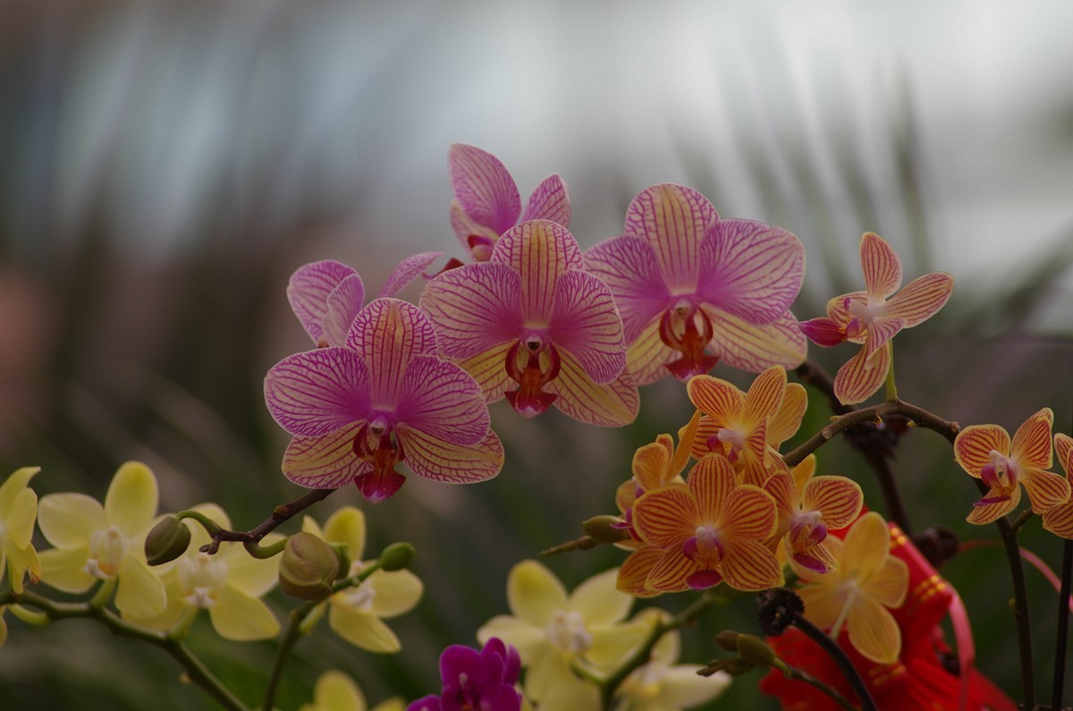 宾得K50+图丽80-200随拍