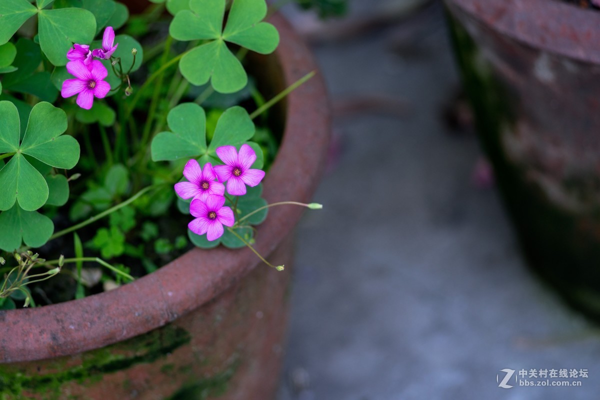 老镜头.东蔡80 1.8大p魔镜