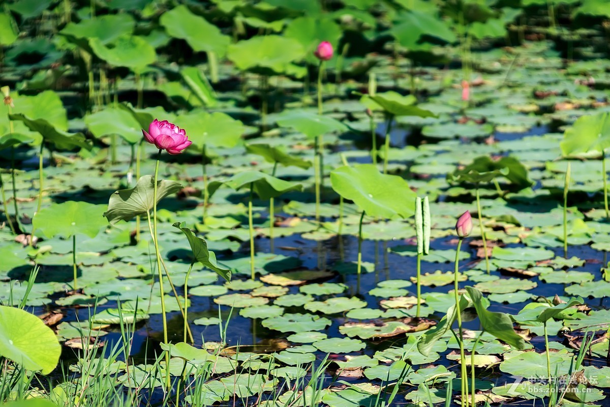 老镜头.东蔡80 1.8大p魔镜
