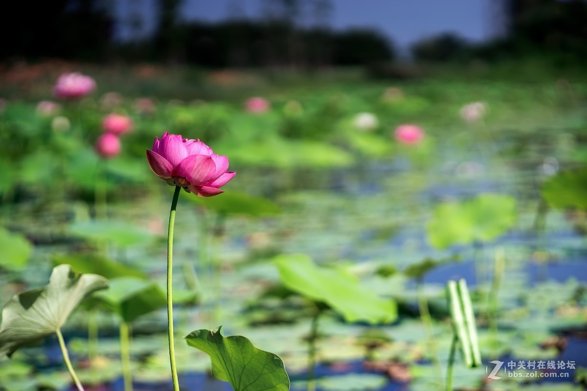 老镜头.东蔡80 1.8大p魔镜