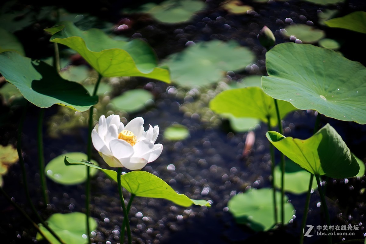 老镜头.东蔡80 1.8大p魔镜