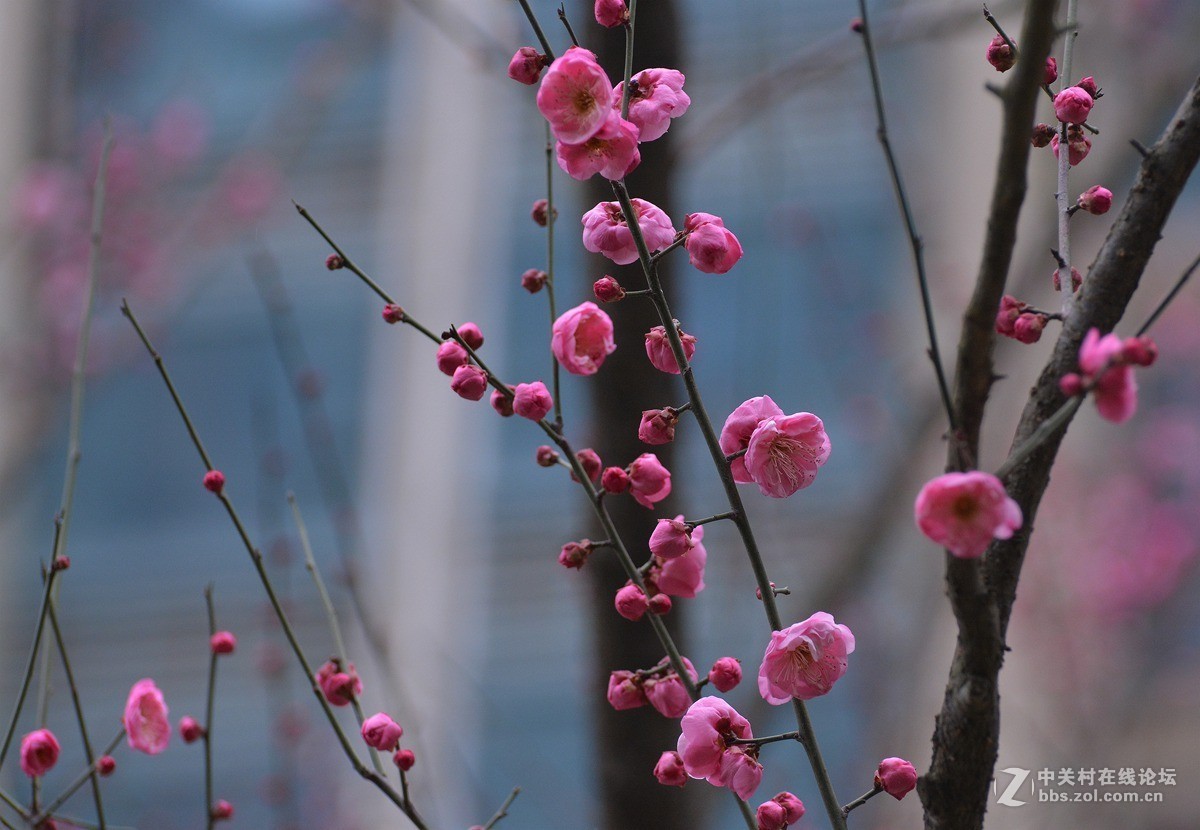 三九天拍梅花