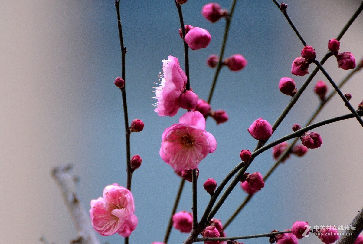 三九天拍梅花