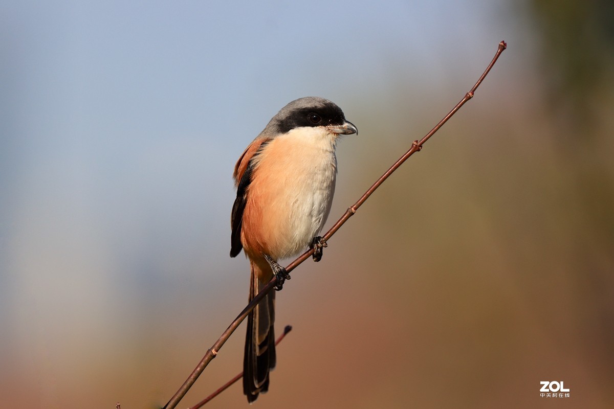 一组鸟片（感受90D的轻便快捷，镜头佳能二代400F4）