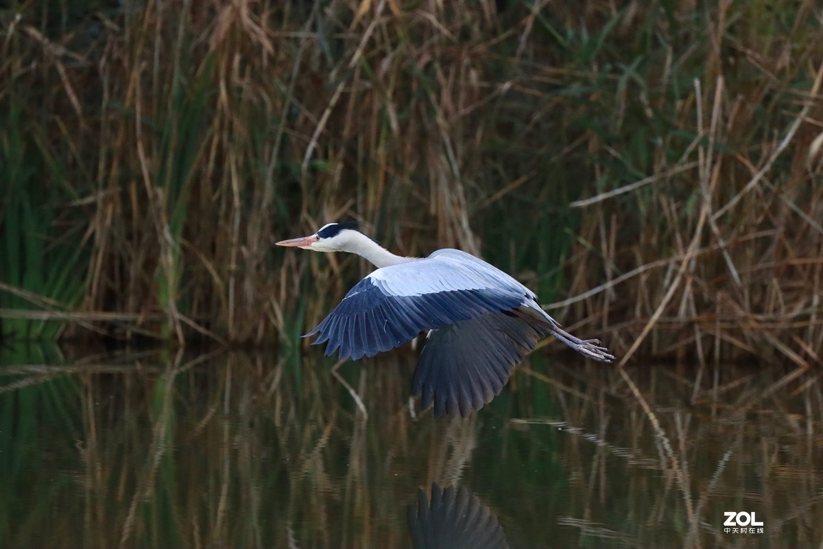 一组鸟片（感受90D的轻便快捷，镜头佳能二代400F4）