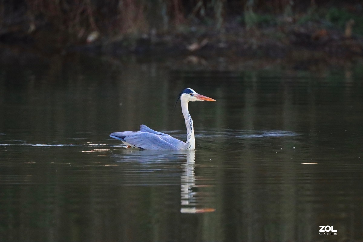 一组鸟片（感受90D的轻便快捷，镜头佳能二代400F4）
