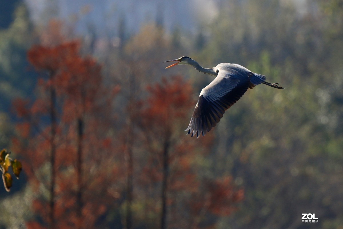 一组鸟片（感受90D的轻便快捷，镜头佳能二代400F4）