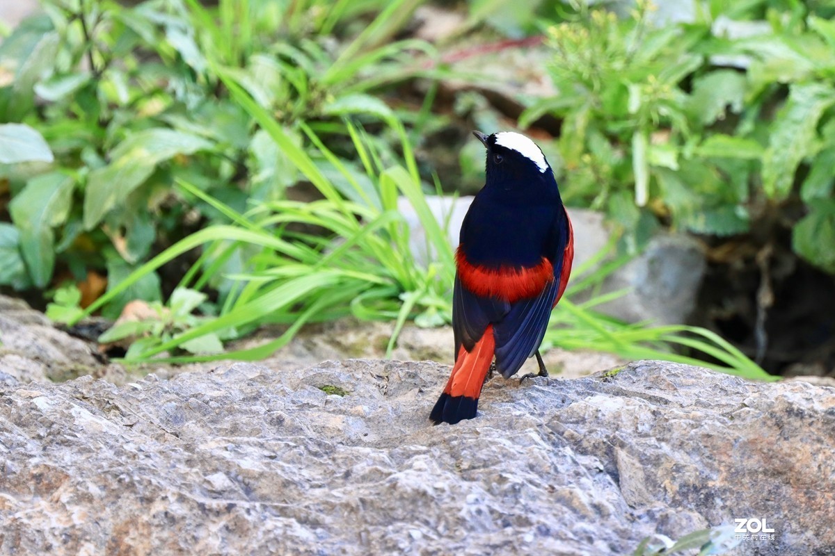 一组鸟片（感受90D的轻便快捷，镜头佳能二代400F4）