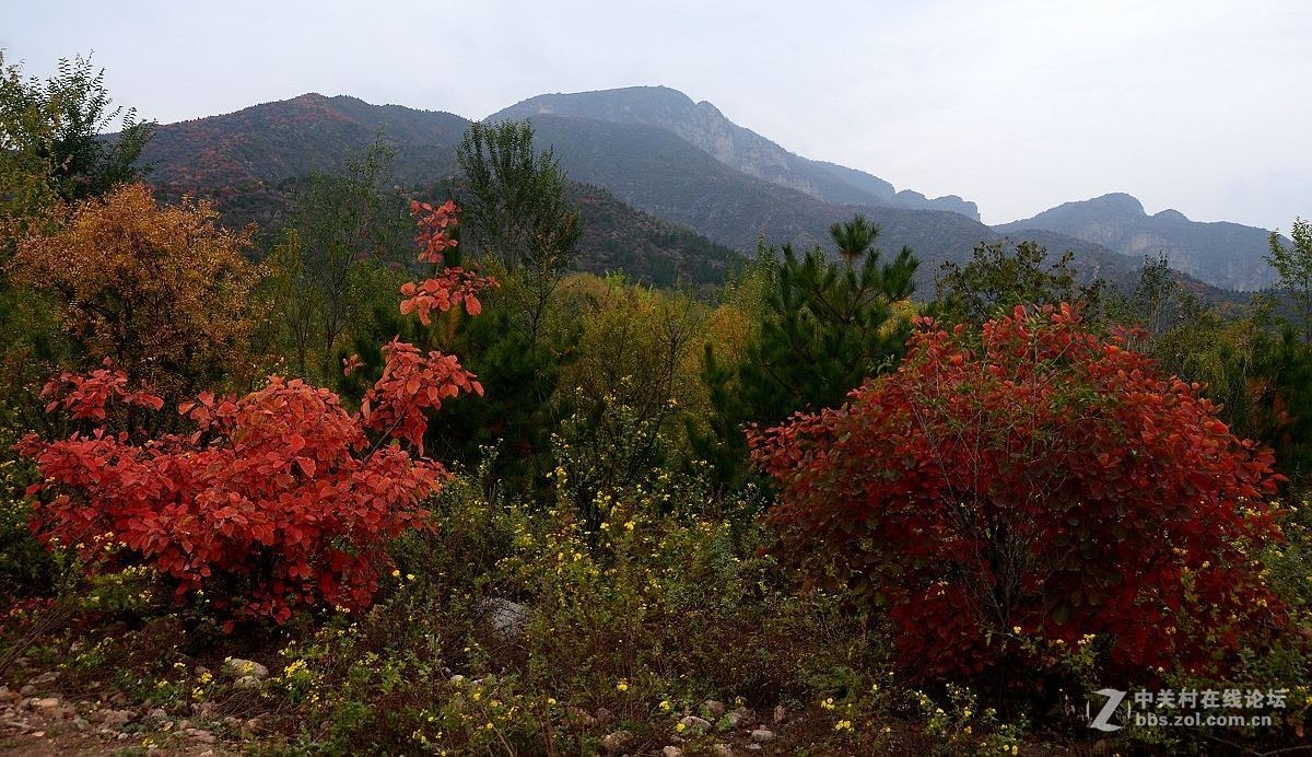 红叶风景片------.