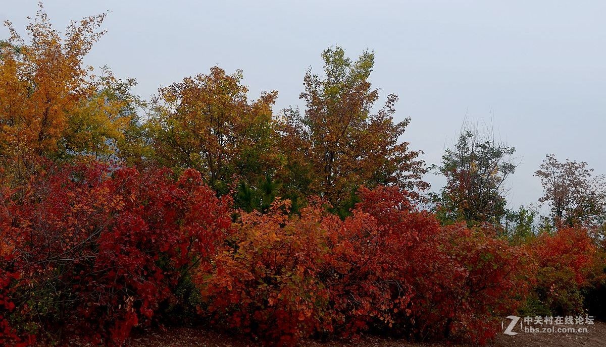 红叶风景片------.