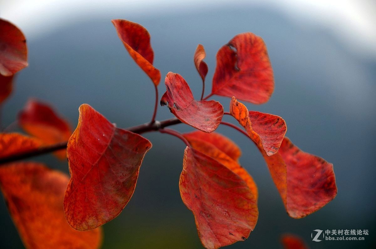 红叶风景片------.