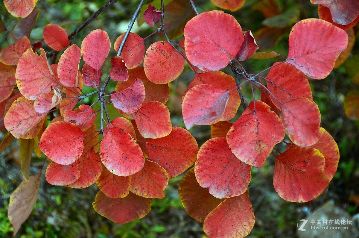 红叶风景片------.