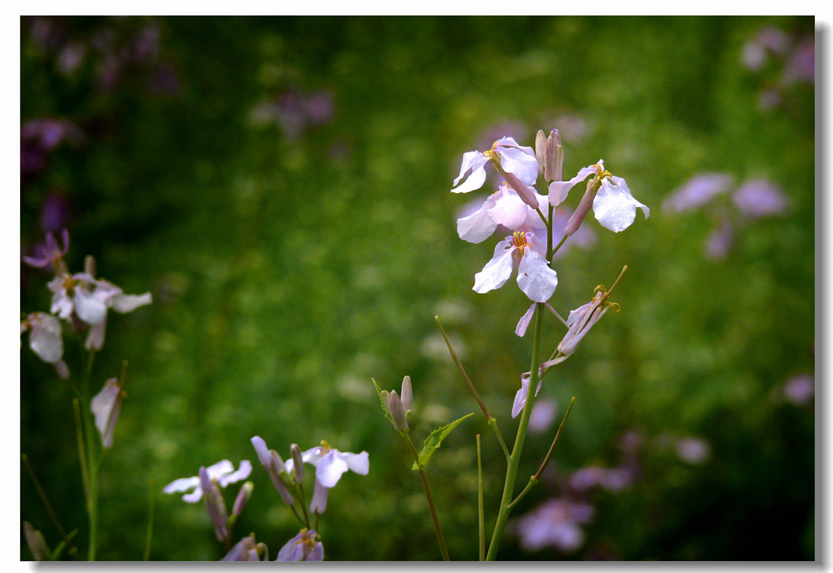 虽无红颜富贵色  却有梅兰幽幽情