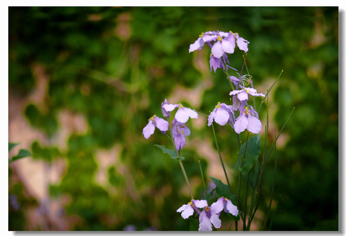 虽无红颜富贵色  却有梅兰幽幽情