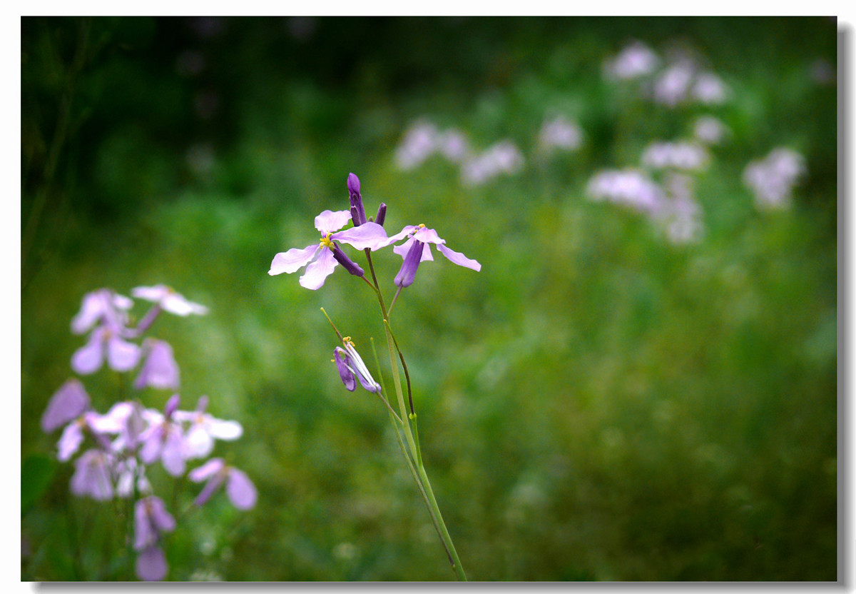 虽无红颜富贵色  却有梅兰幽幽情