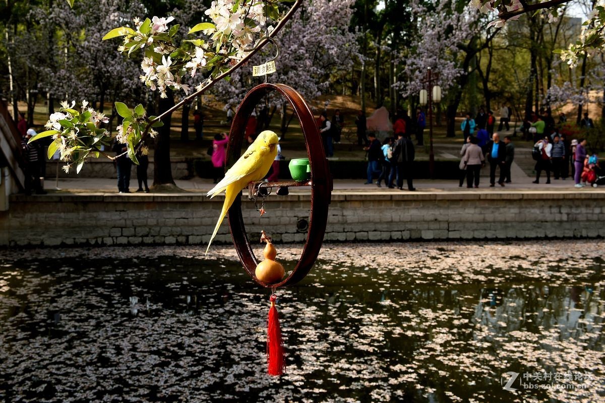 “海棠花溪”的风景