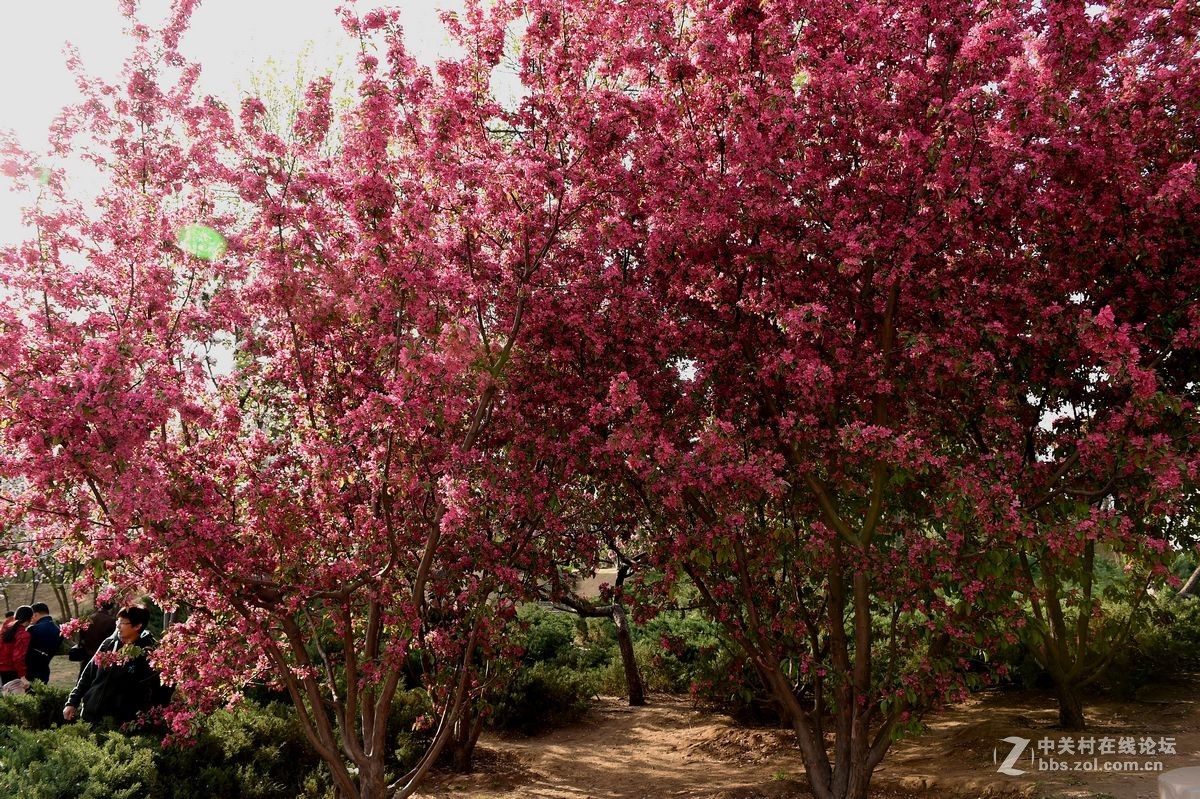 “海棠花溪”的风景
