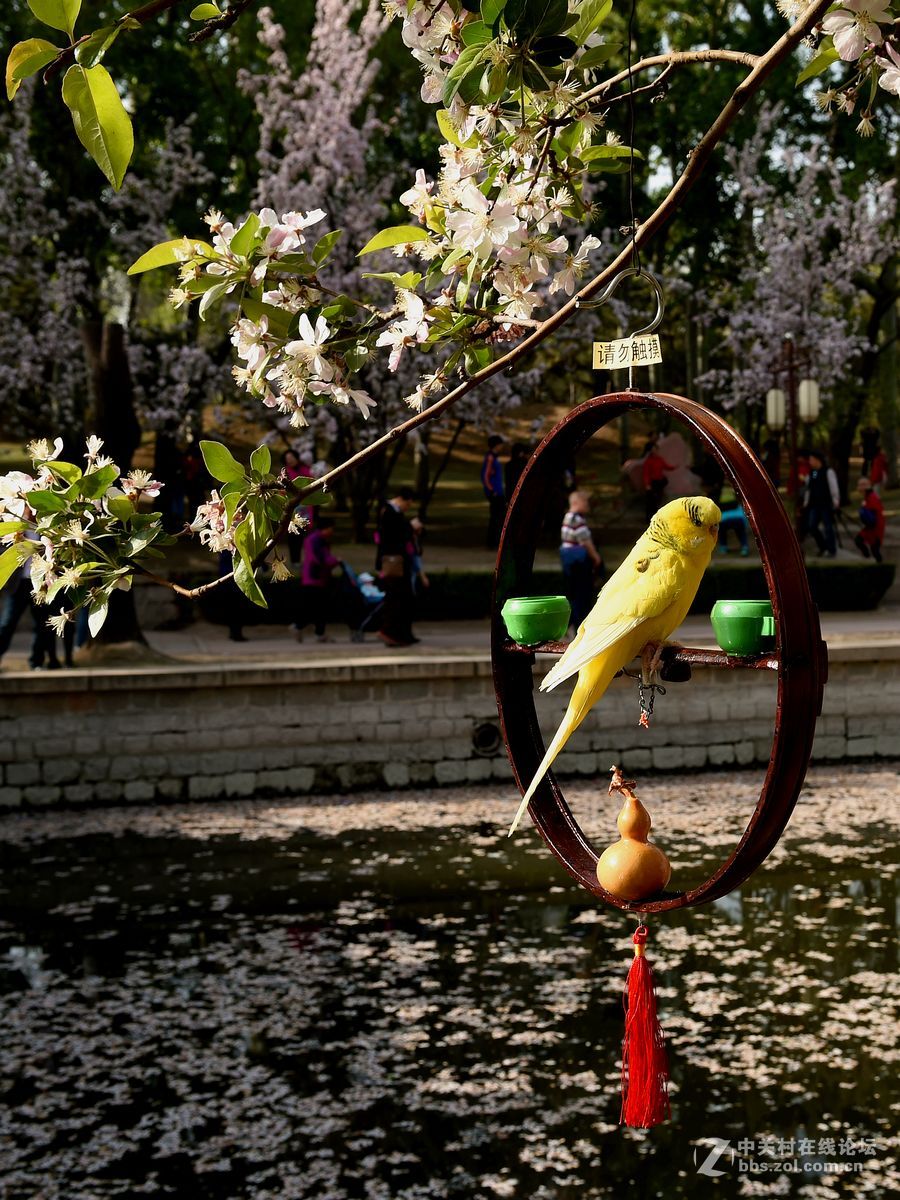 “海棠花溪”的风景