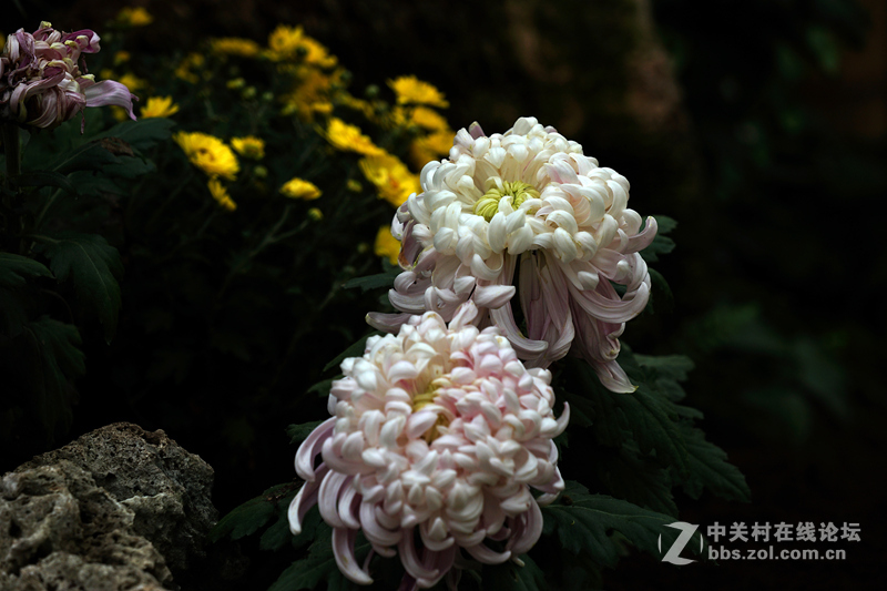 2016   菊花