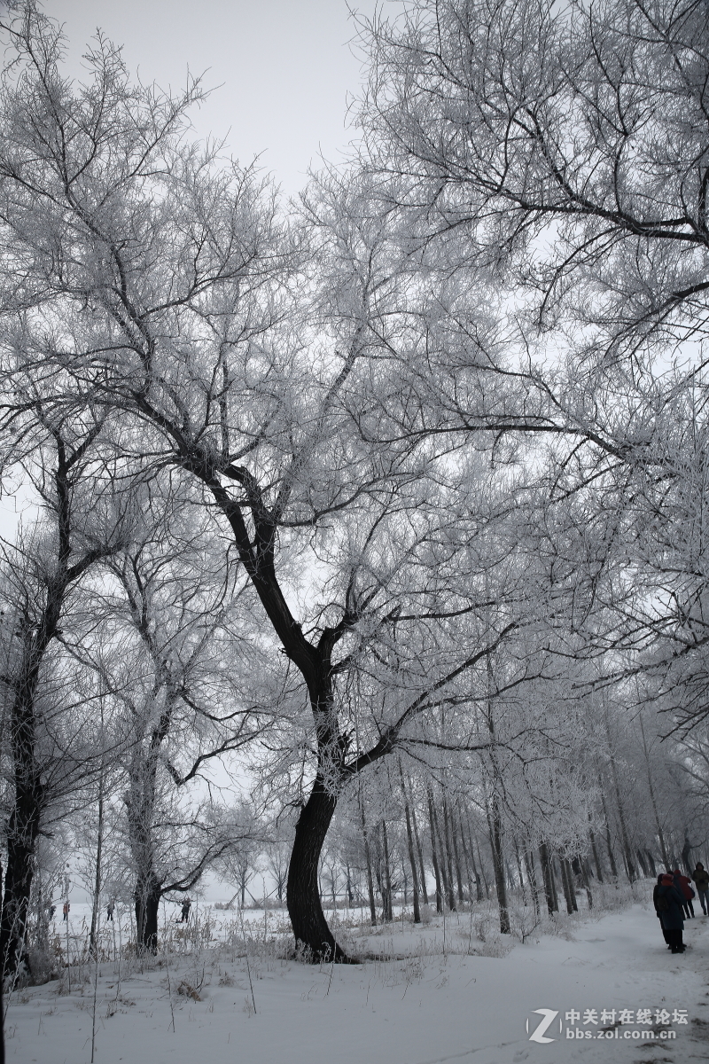 黑白世界----雾凇岛之行