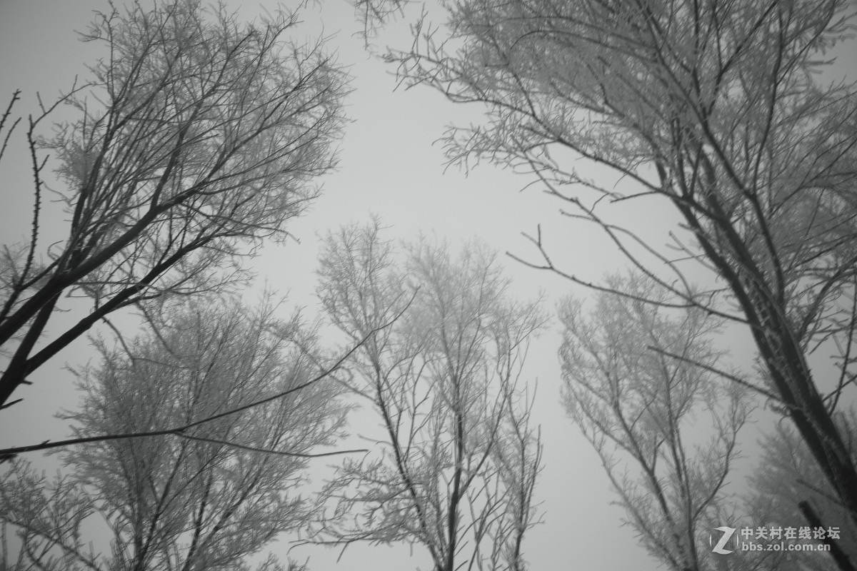 黑白世界----雾凇岛之行