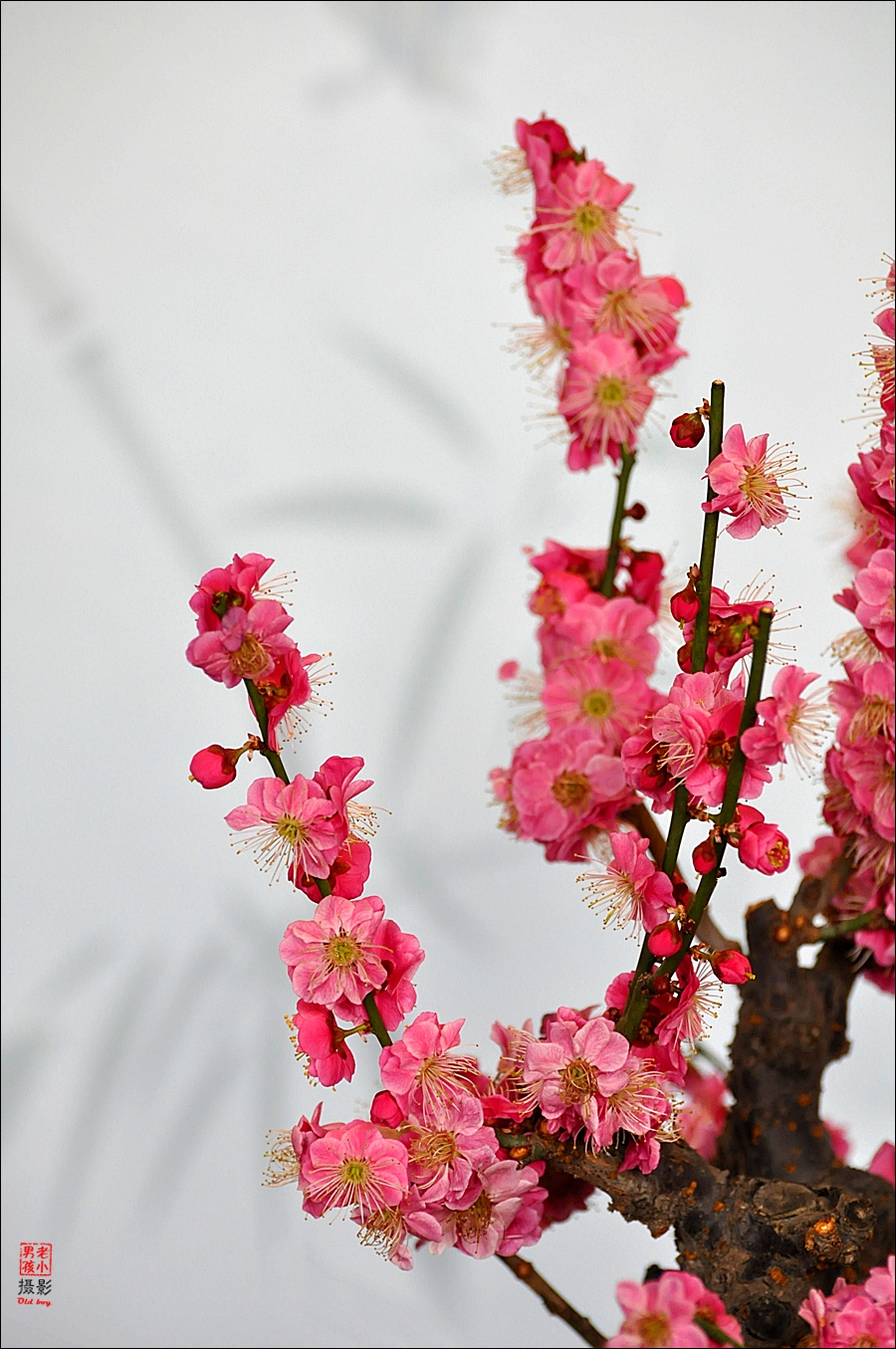 2017年梅花贺新年