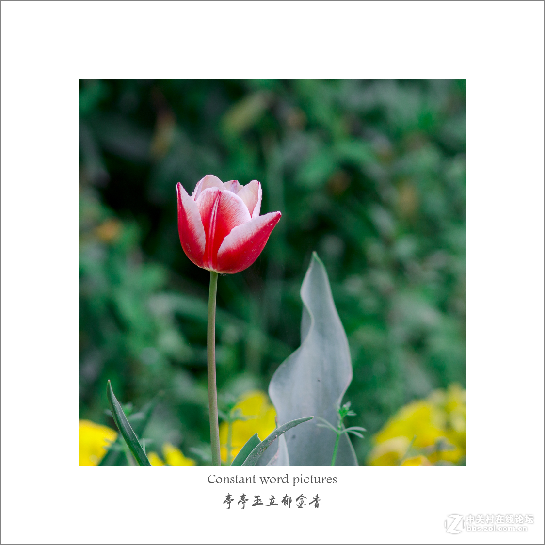 亮丽的郁金香