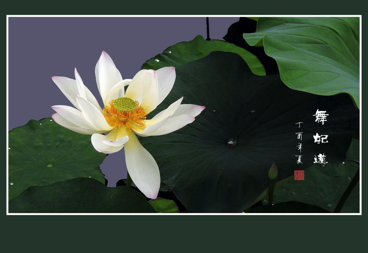 婀娜窈窕的舞妃莲