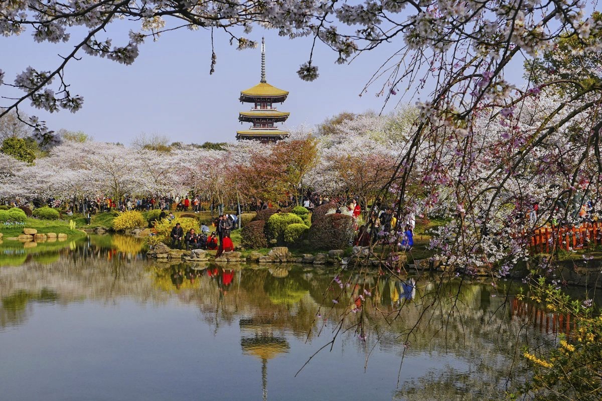 武漢東湖櫻花園