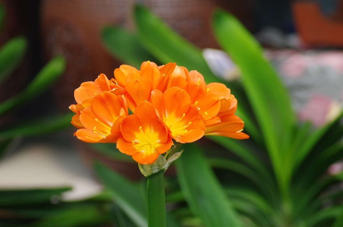 宾得K50+图丽80-200随拍