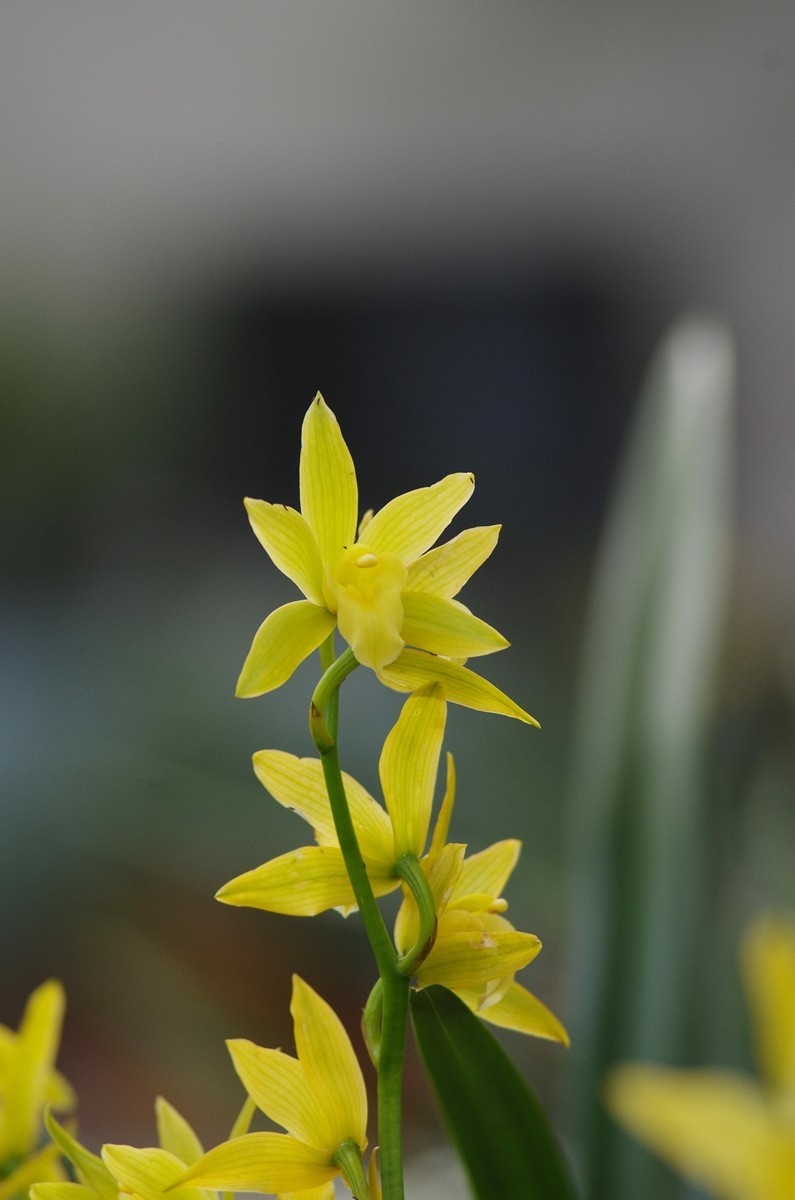 宾得K50+图丽80-200随拍