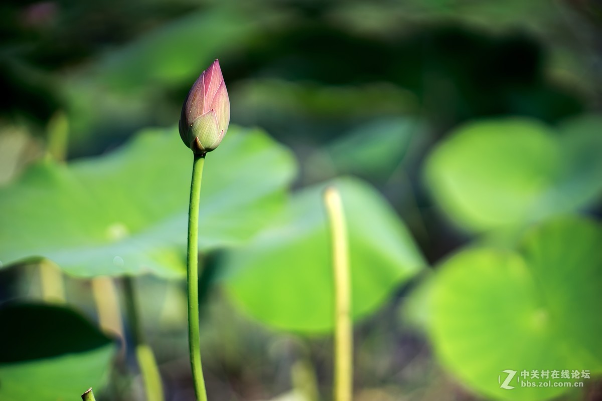 老镜头.东蔡80 1.8大p魔镜