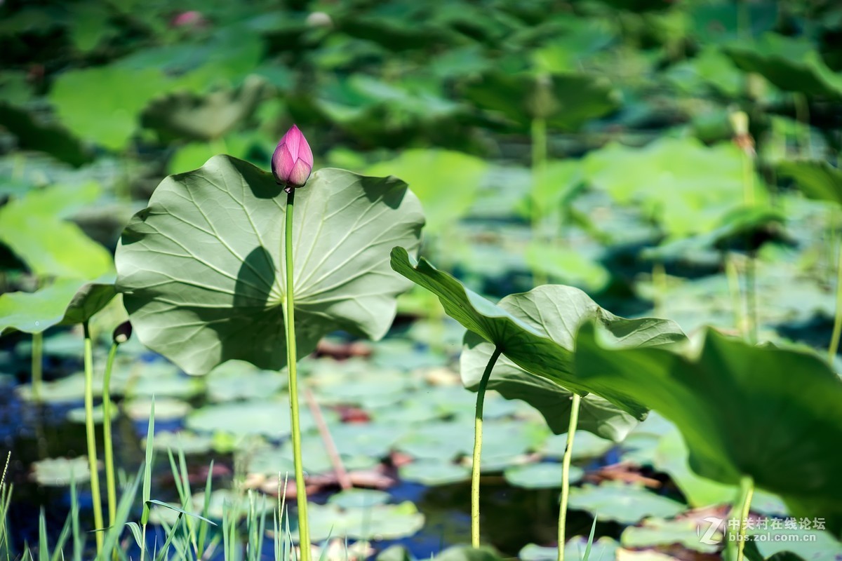 老镜头.东蔡80 1.8大p魔镜